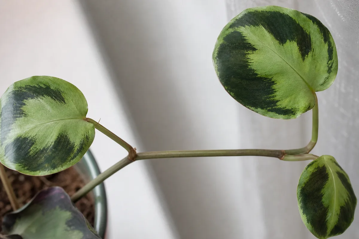 Close-up of Leggy Growth on Calathea Medallion - diagnostic detail