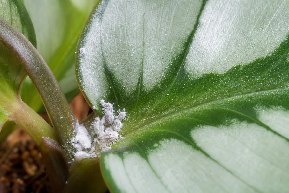 Close-up of Mealybugs on Calathea Medallion - diagnostic detail
