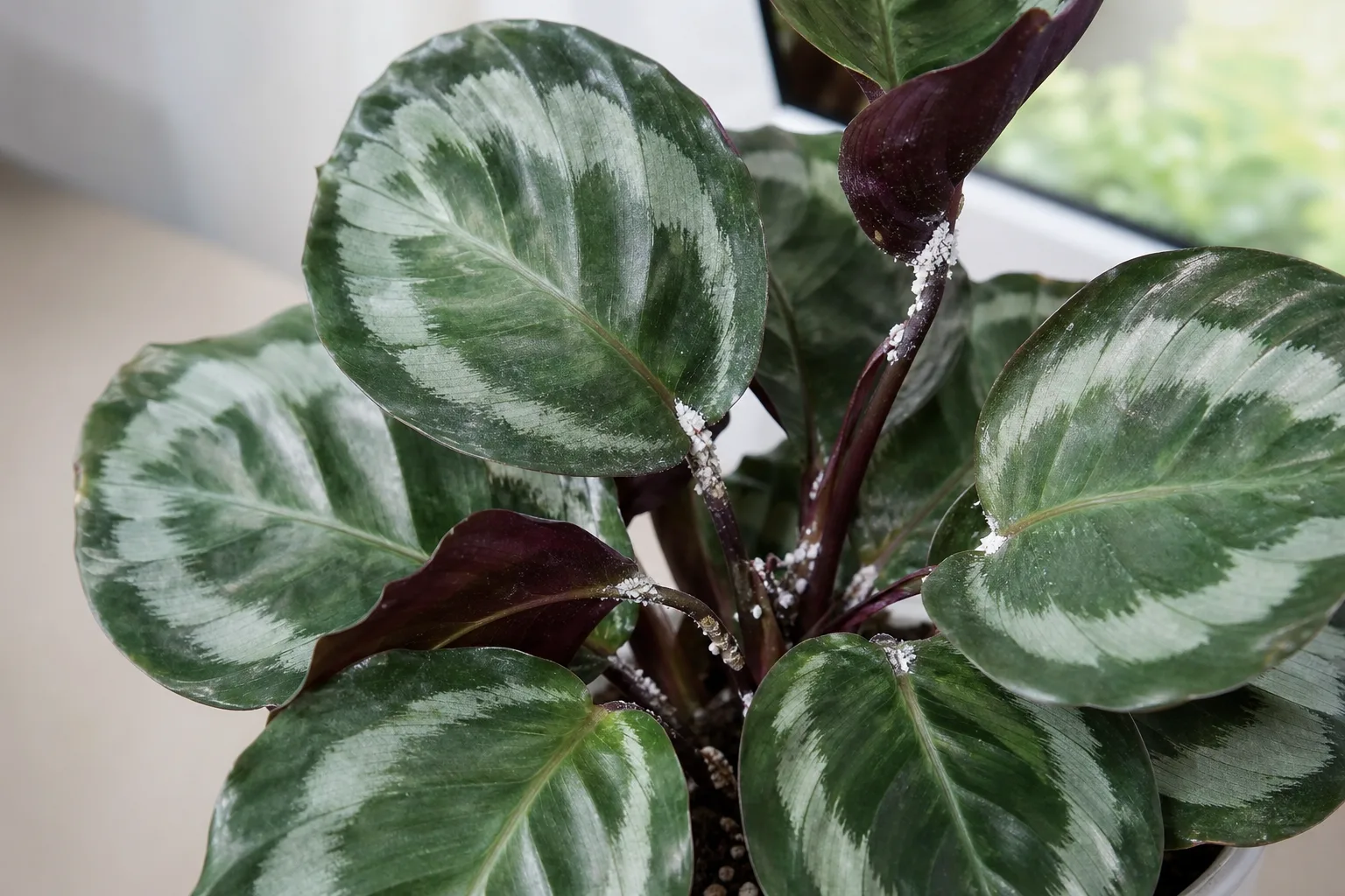 Mealybugs on Calathea Medallion - visible symptom on the plant