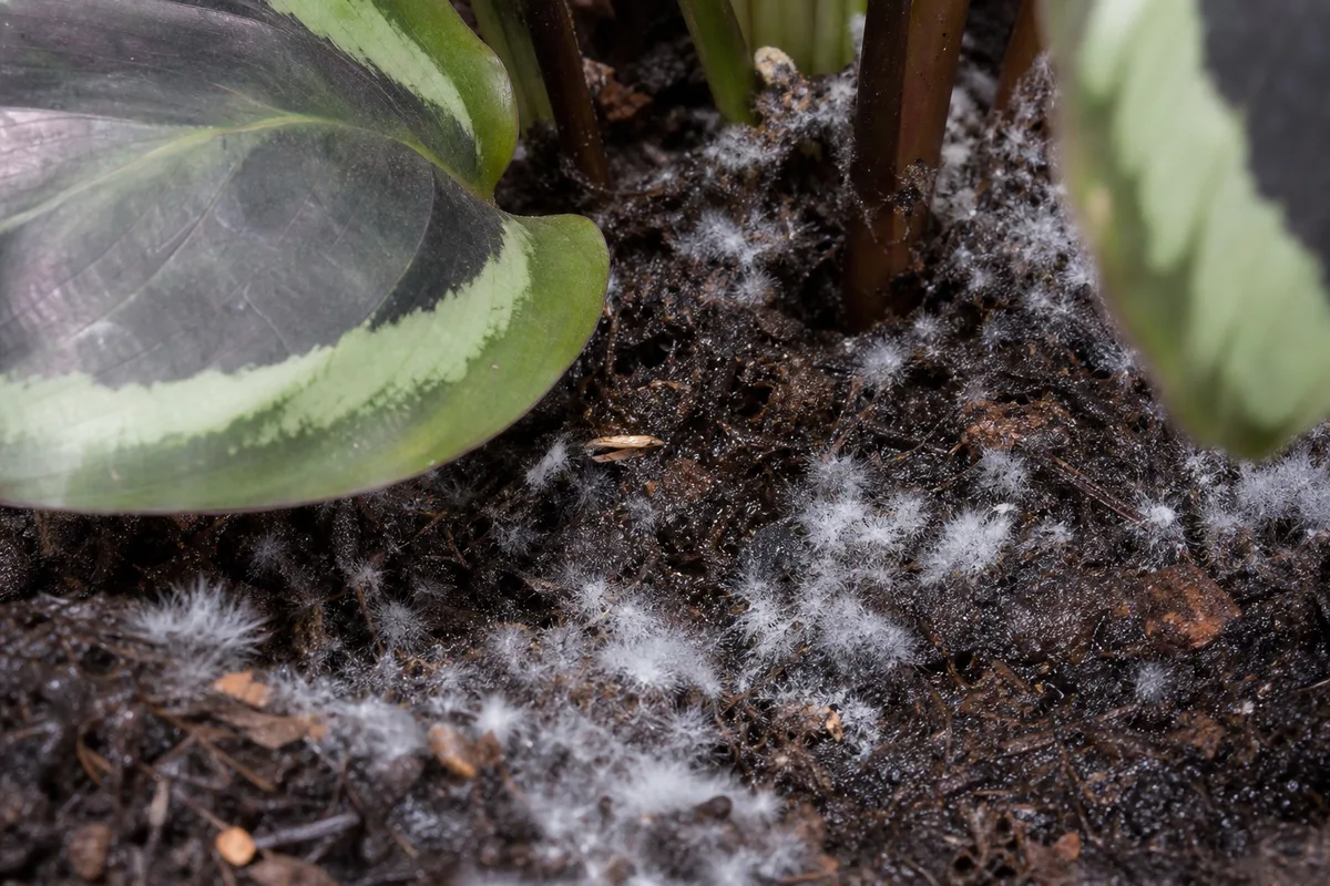 Close-up of Mold on Soil on Calathea Medallion - diagnostic detail