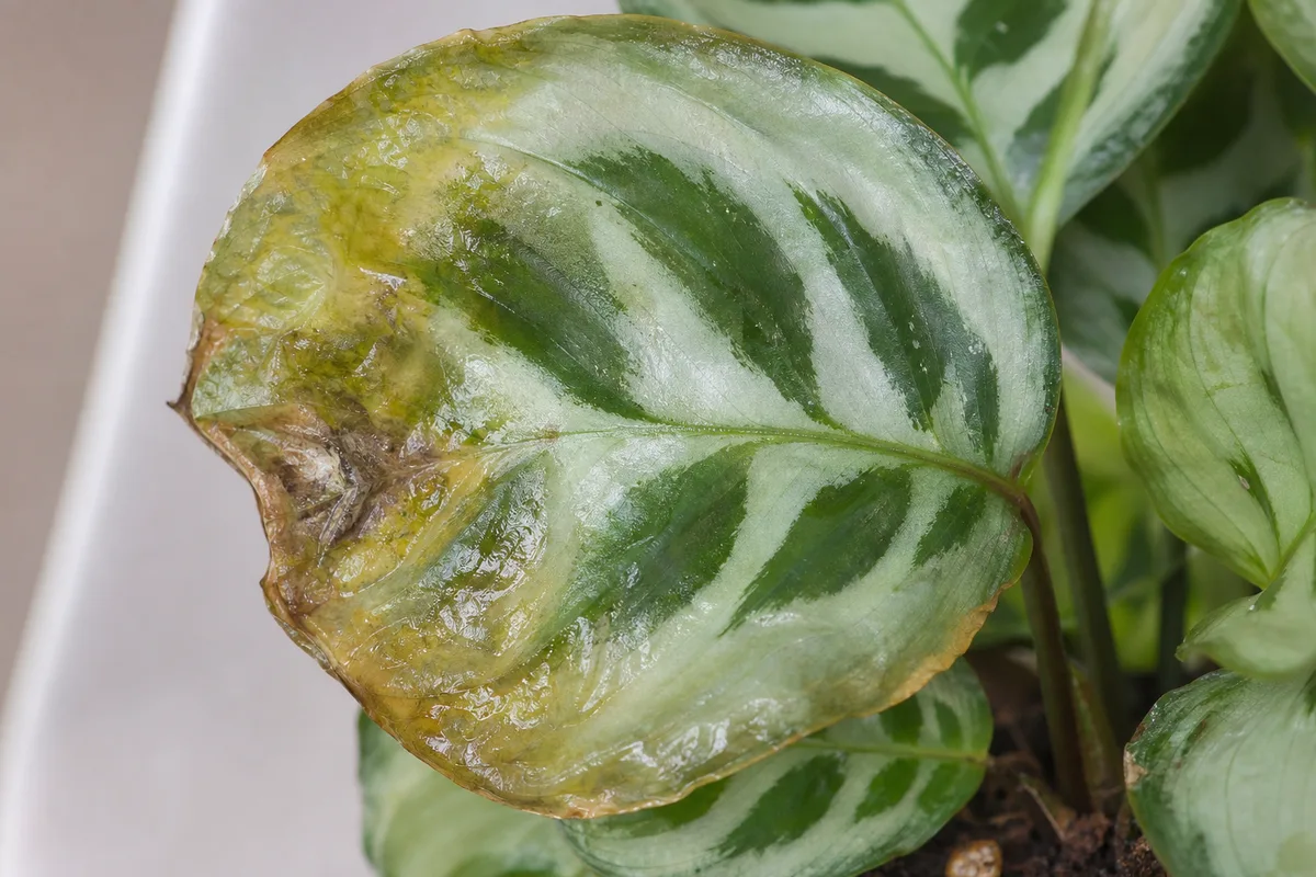 Close-up of Overwatering on Calathea Medallion - diagnostic detail