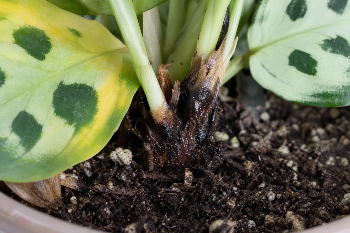 Close-up of Root Rot on Calathea Medallion - diagnostic detail