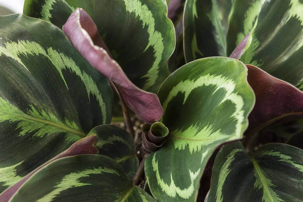 Close-up of Slow Growth on Calathea Medallion - diagnostic detail