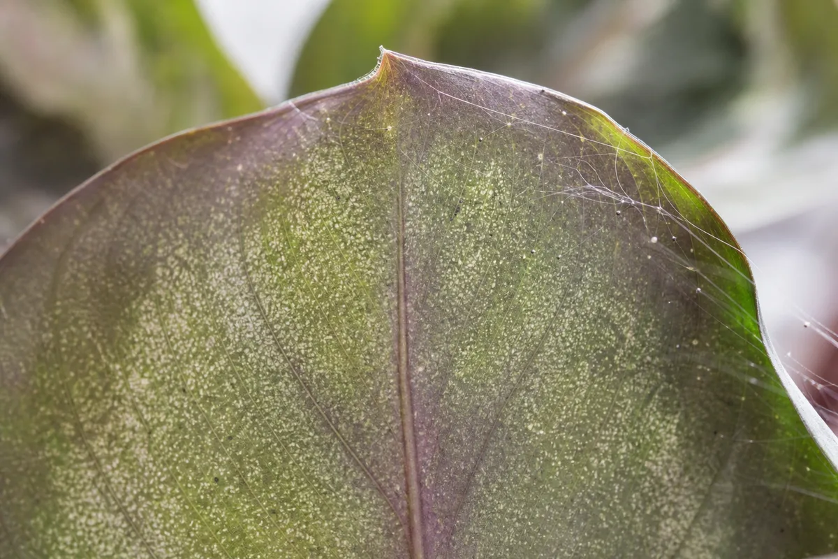 Close-up of Spider Mites on Calathea Medallion - diagnostic detail