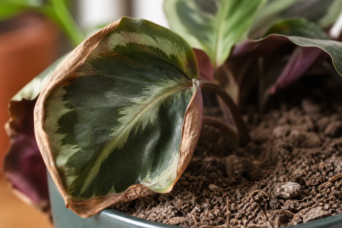 Close-up of underwatering on Calathea Medallion - limp inward-curling round leaf with crispy brown edge and dry soil at the base