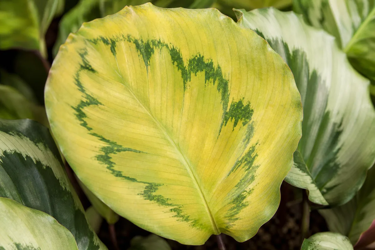 Close-up of Yellow Leaves on Calathea Medallion - diagnostic detail