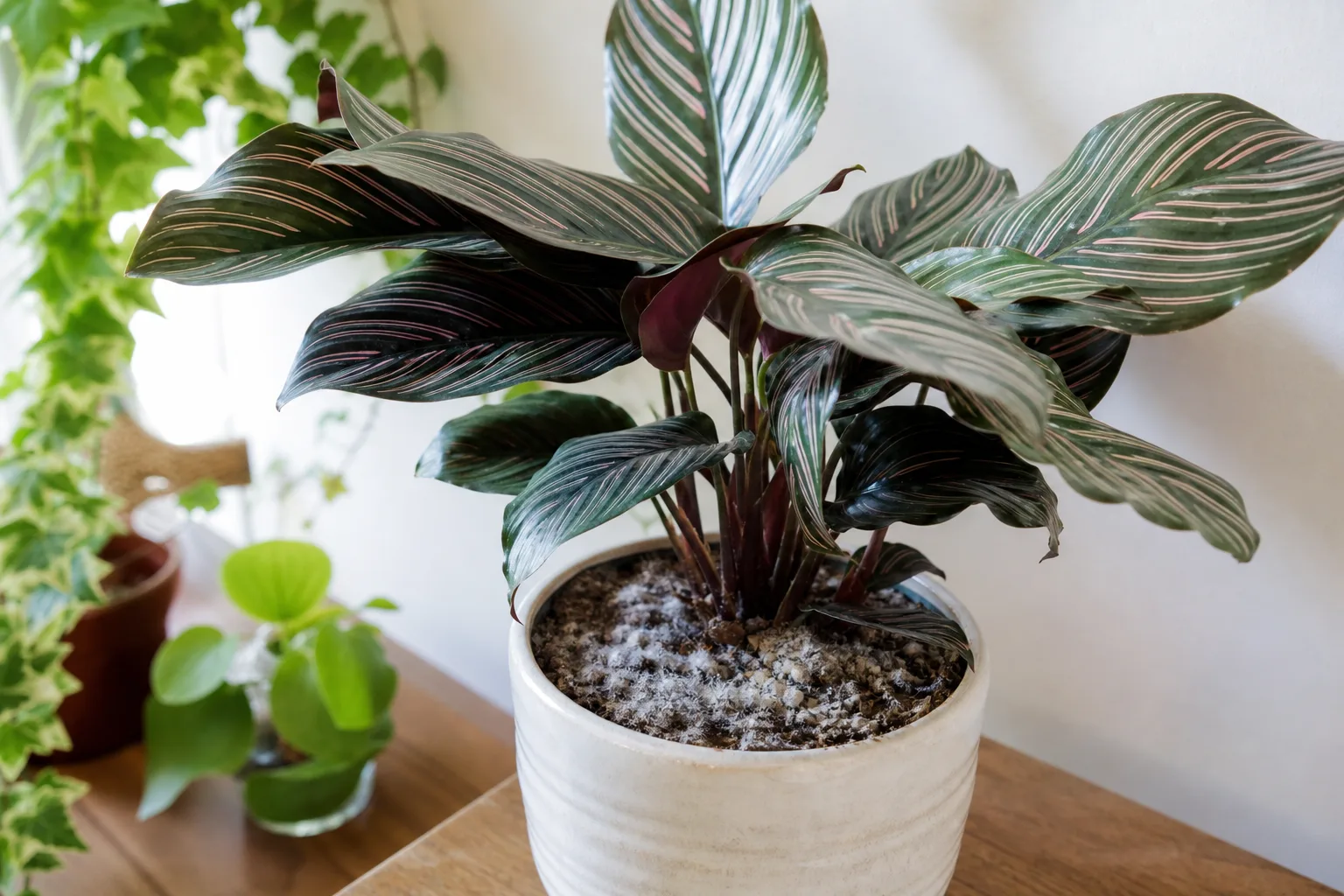 Mold on soil on Calathea - white fluffy fungus on damp potting mix with healthy pinstripe leaves above