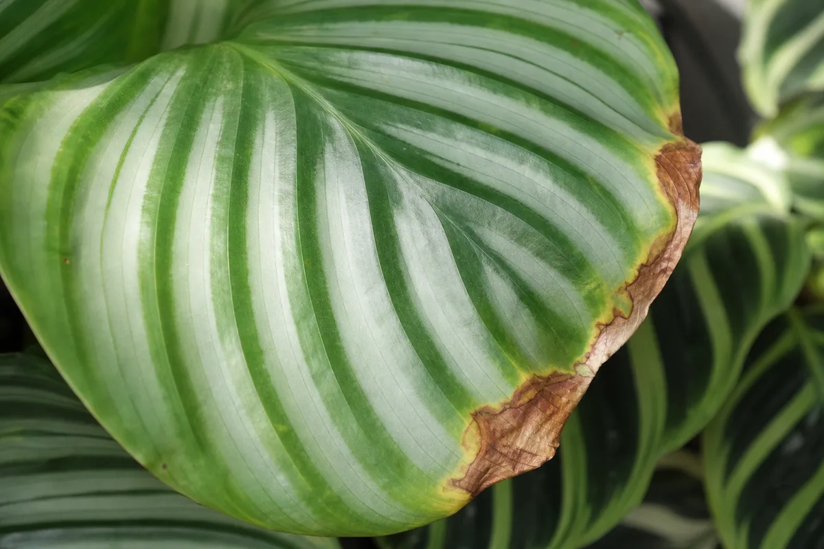 Close-up of Brown Tips on Calathea Orbifolia - diagnostic detail