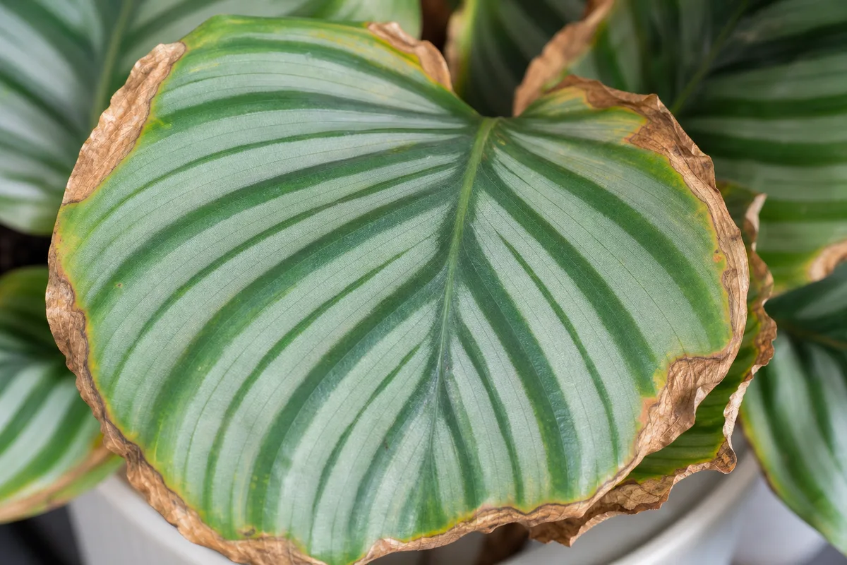 Close-up of Low Humidity on Calathea Orbifolia - diagnostic detail