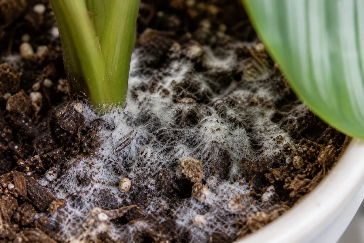 Close-up of mold on soil on Calathea Orbifolia - white fluffy mycelium on damp potting mix at the stem base