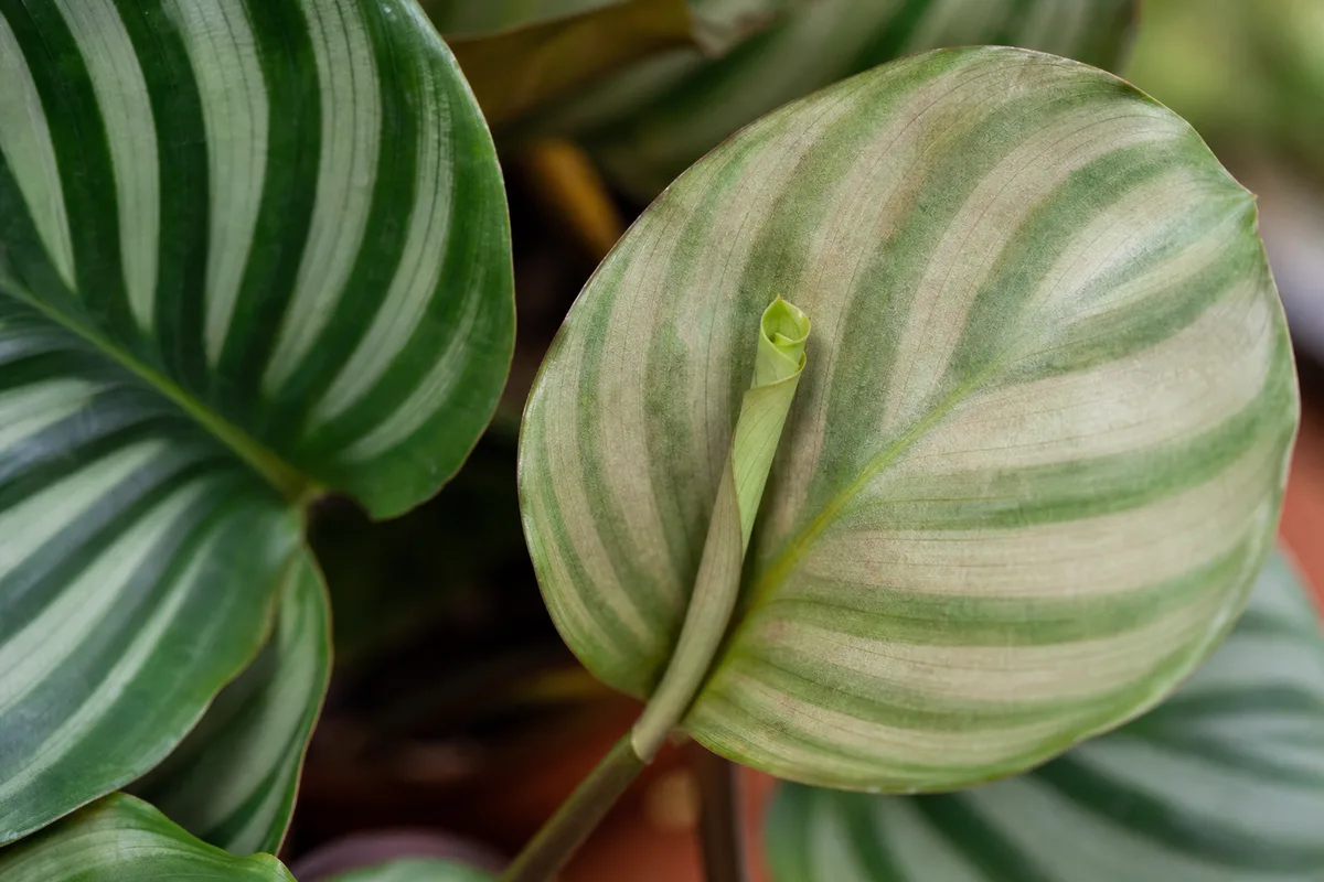 Close-up of low light on Calathea Orbifolia - muddy faded silver-green banding on a new unfurling leaf