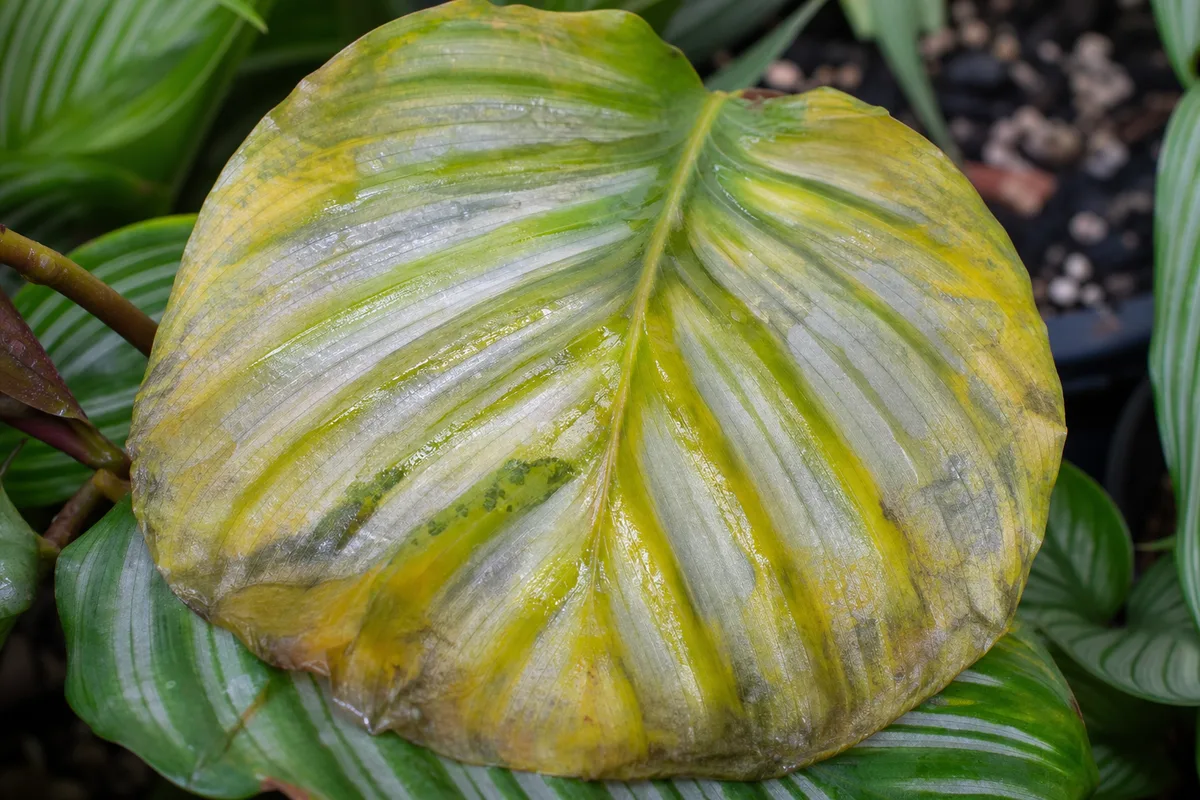Close-up of Overwatering on Calathea Orbifolia - diagnostic detail
