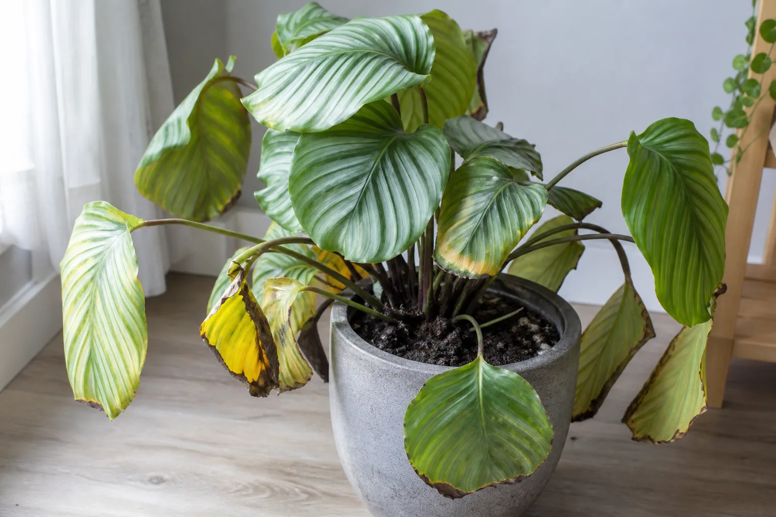 Overwatering on Calathea Orbifolia - visible symptom on the plant