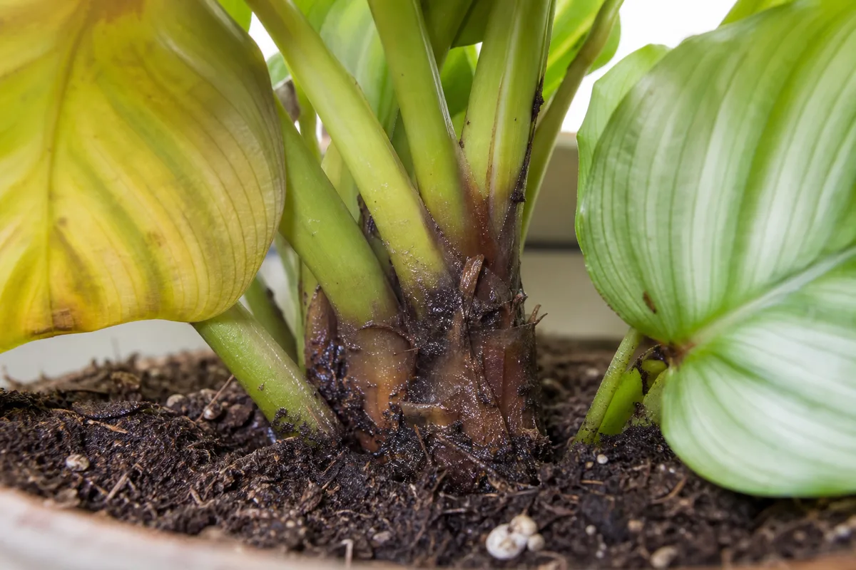 Close-up of Root Rot on Calathea Orbifolia - diagnostic detail