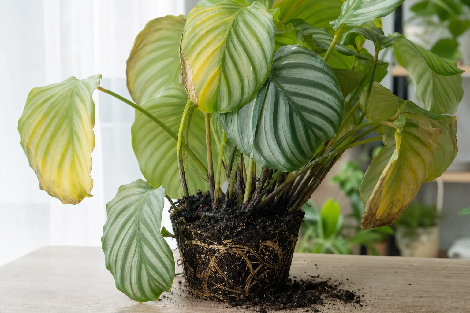 Root Rot on Calathea Orbifolia - visible symptom on the plant