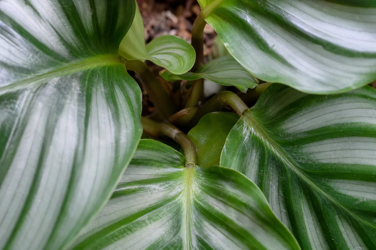 Close-up of Slow Growth on Calathea Orbifolia - diagnostic detail