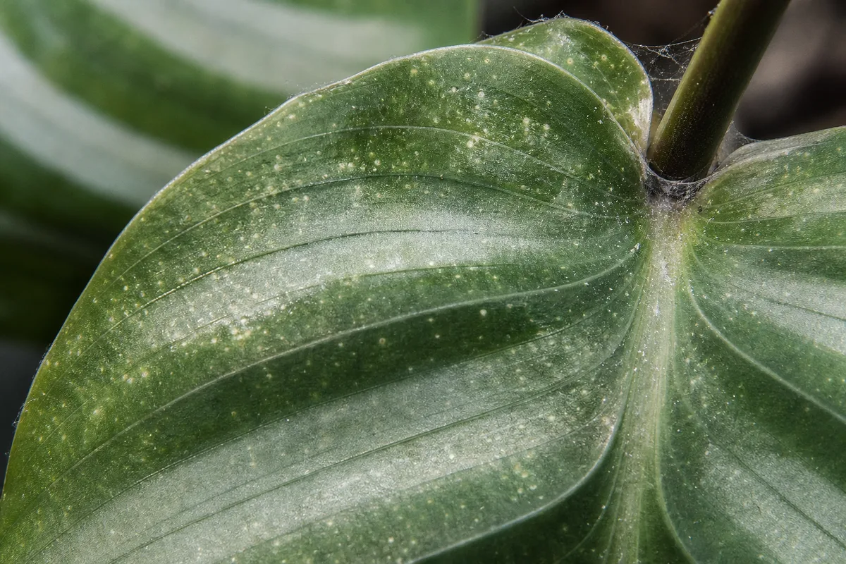 Close-up of Spider Mites on Calathea Orbifolia - diagnostic detail