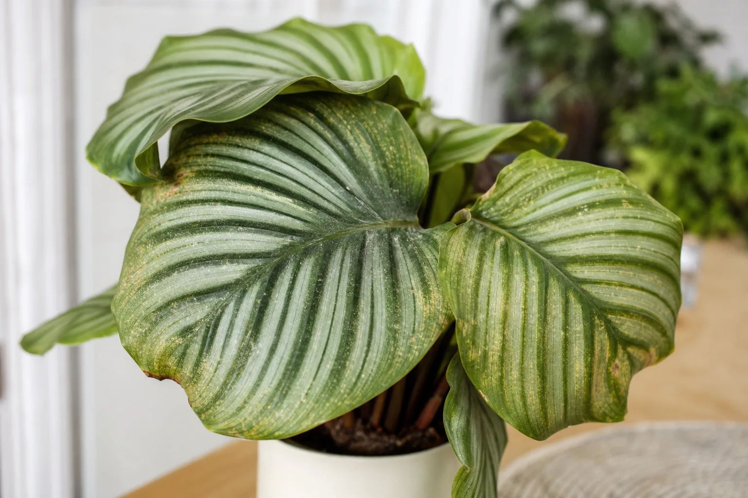 Spider Mites on Calathea Orbifolia - visible symptom on the plant