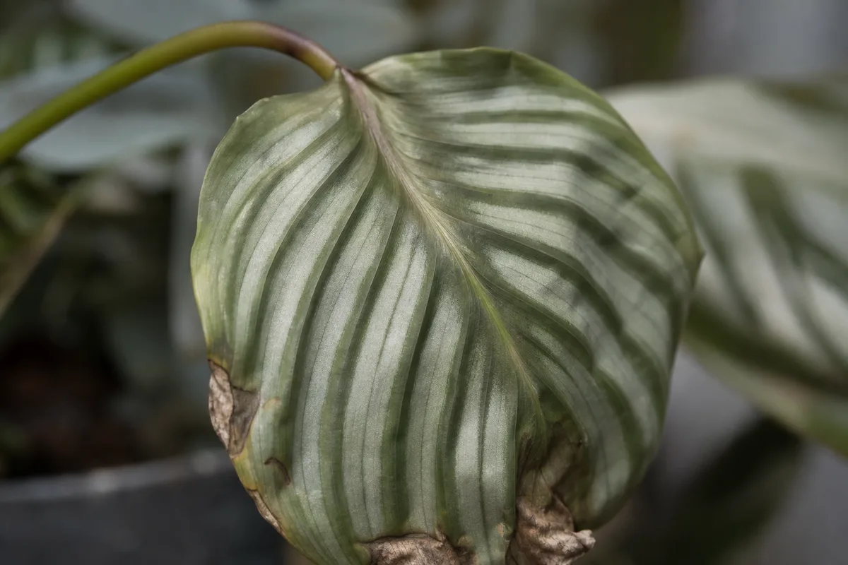 Close-up of Wilting on Calathea Orbifolia - diagnostic detail