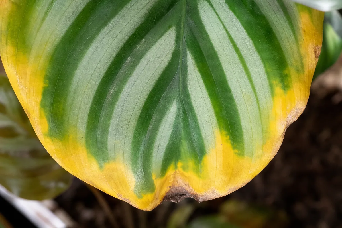 Close-up of Yellow Leaves on Calathea Orbifolia - diagnostic detail