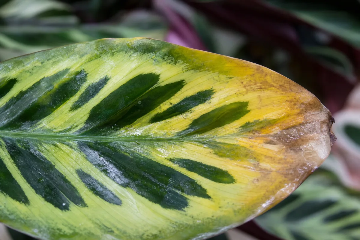 What Calatheas Need Indoors for what calatheas need indoors