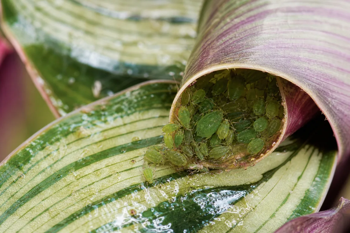 Close-up of aphids on Calathea Peacock Plant - green insects inside a rolled new leaf tip with honeydew