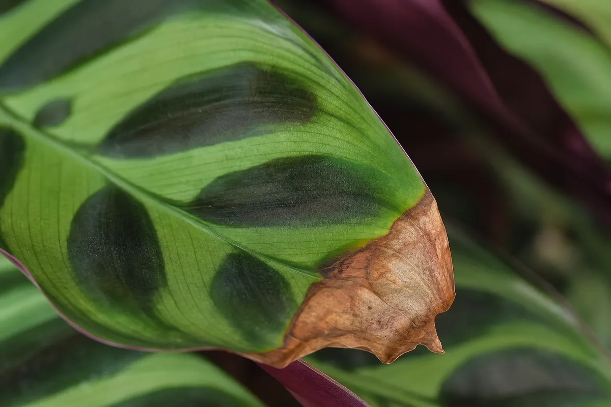 Close-up of Brown Tips on Calathea Peacock Plant - diagnostic detail