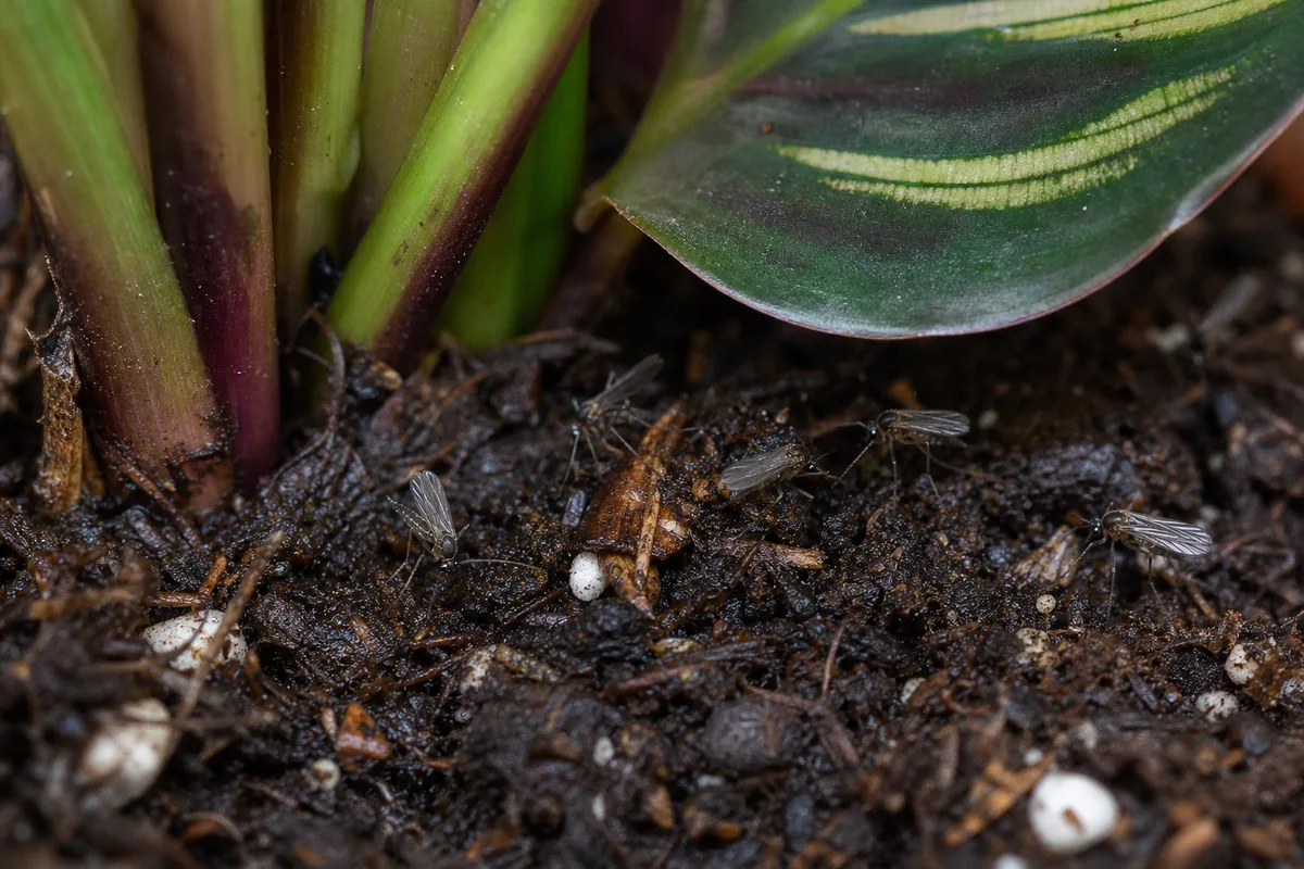 Close-up of Fungus Gnats on Calathea Peacock Plant - diagnostic detail
