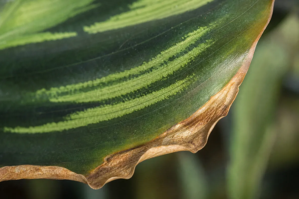 Close-up of Low Humidity on Calathea Peacock Plant - diagnostic detail