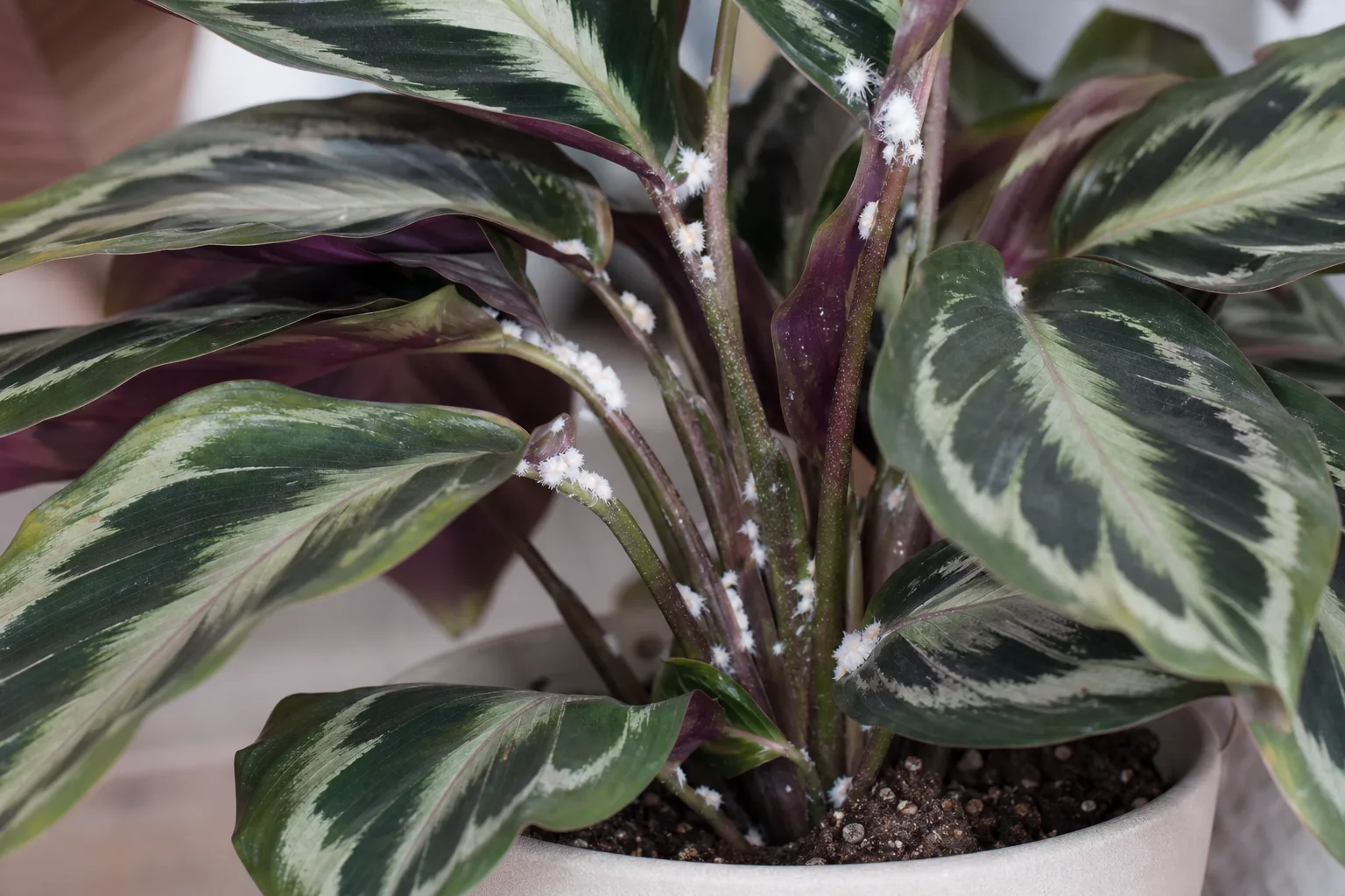 Mealybugs on Calathea Peacock Plant - visible symptom on the plant