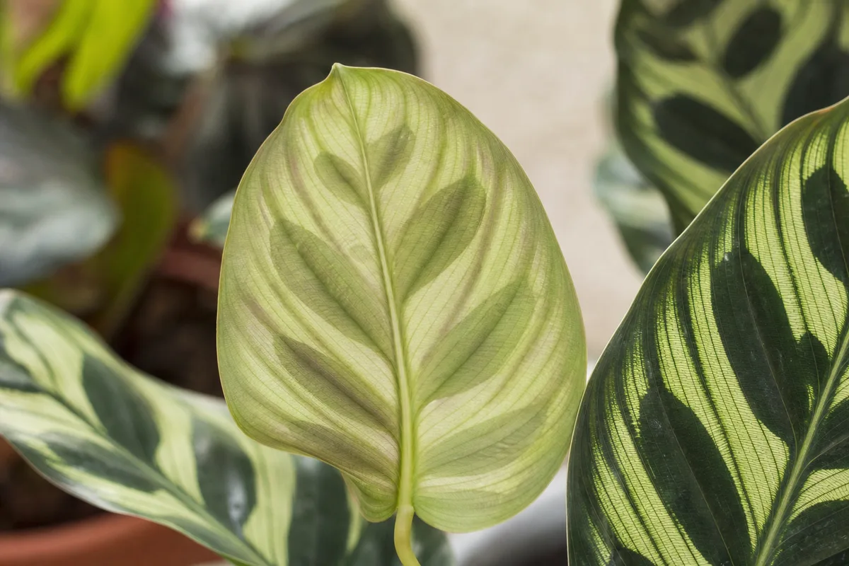 Close-up of low light on Calathea Peacock Plant - dull washed-out cream-and-green feather pattern on a new leaf