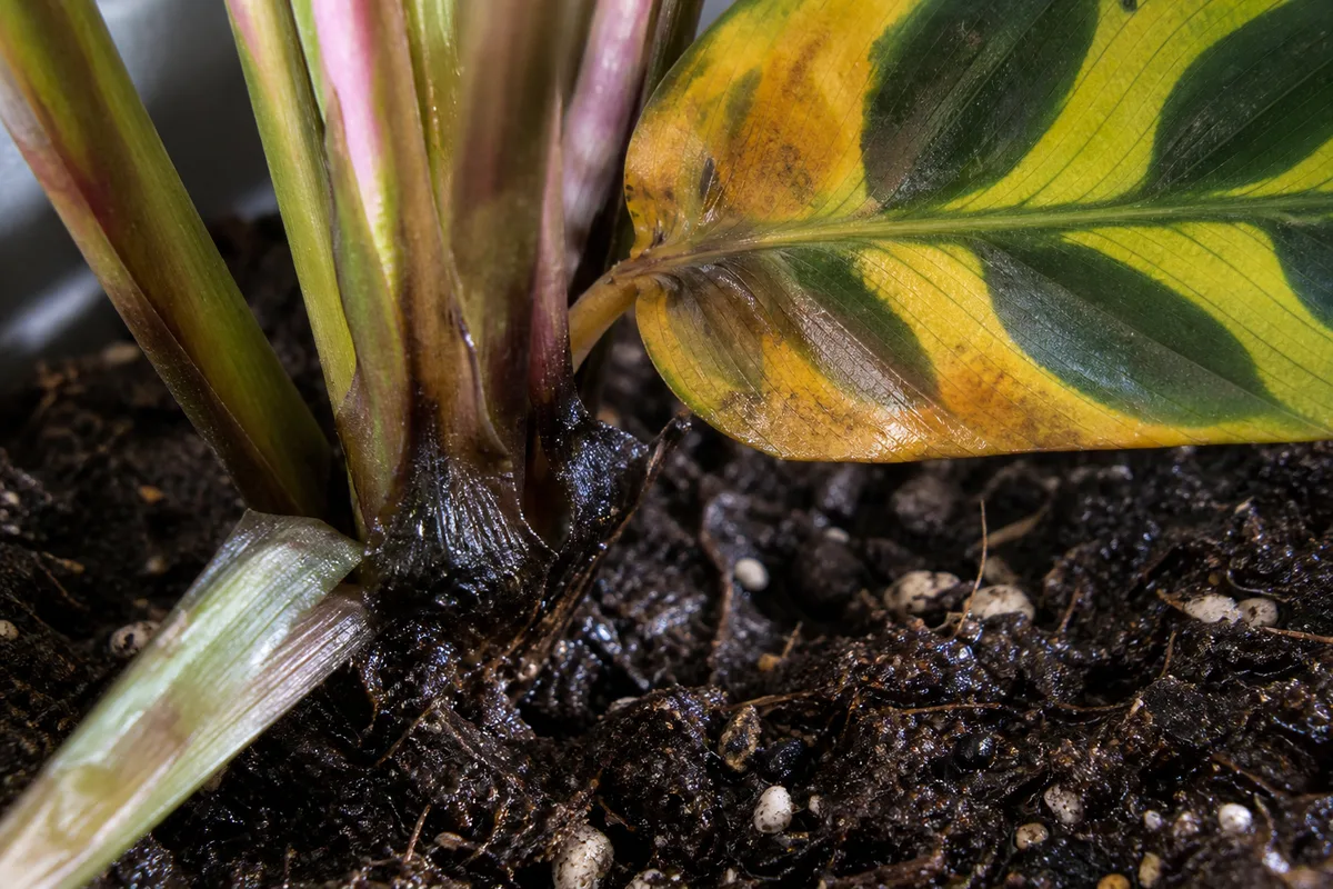 Close-up of Root Rot on Calathea Peacock Plant - diagnostic detail