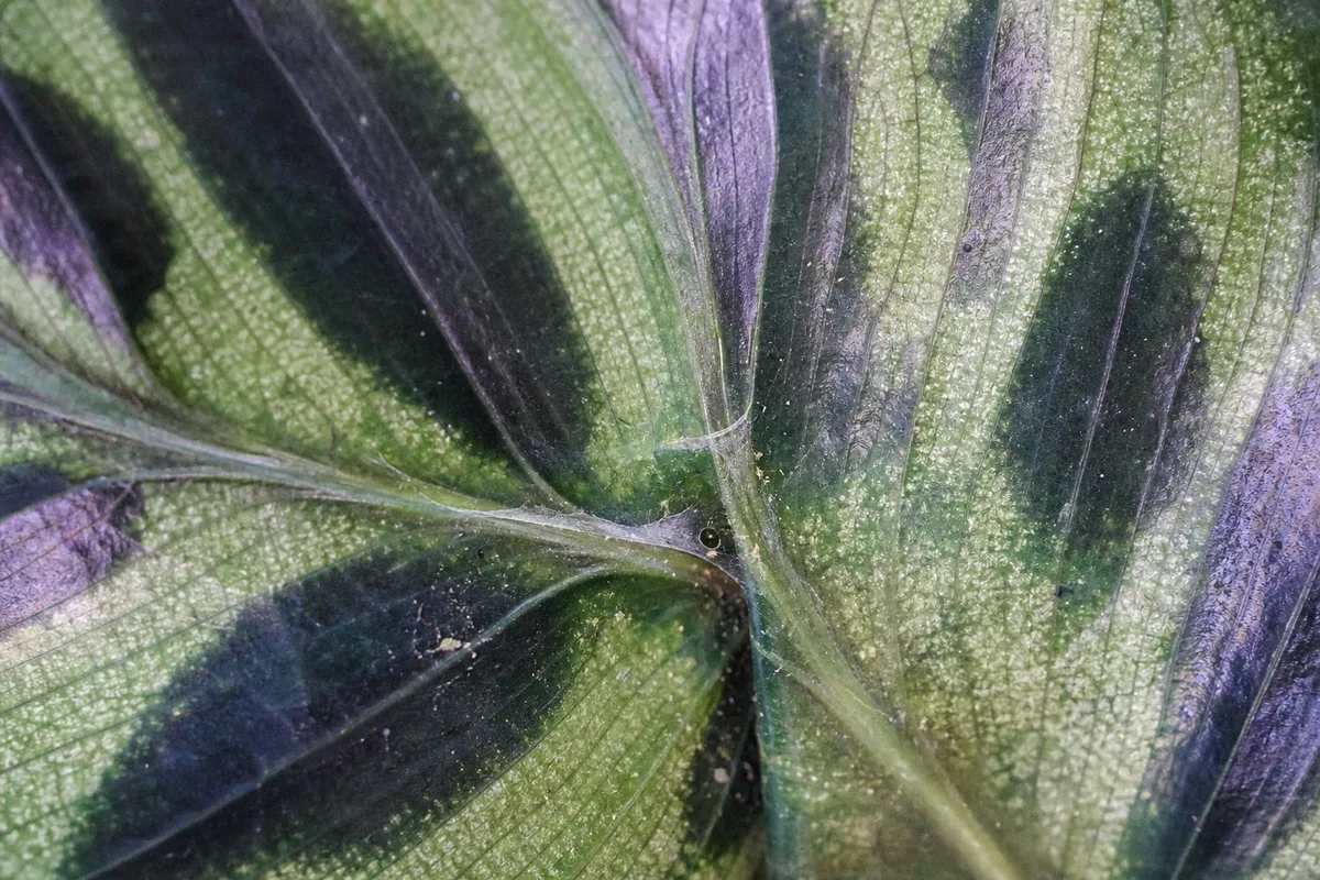 Close-up of Spider Mites on Calathea Peacock Plant - diagnostic detail