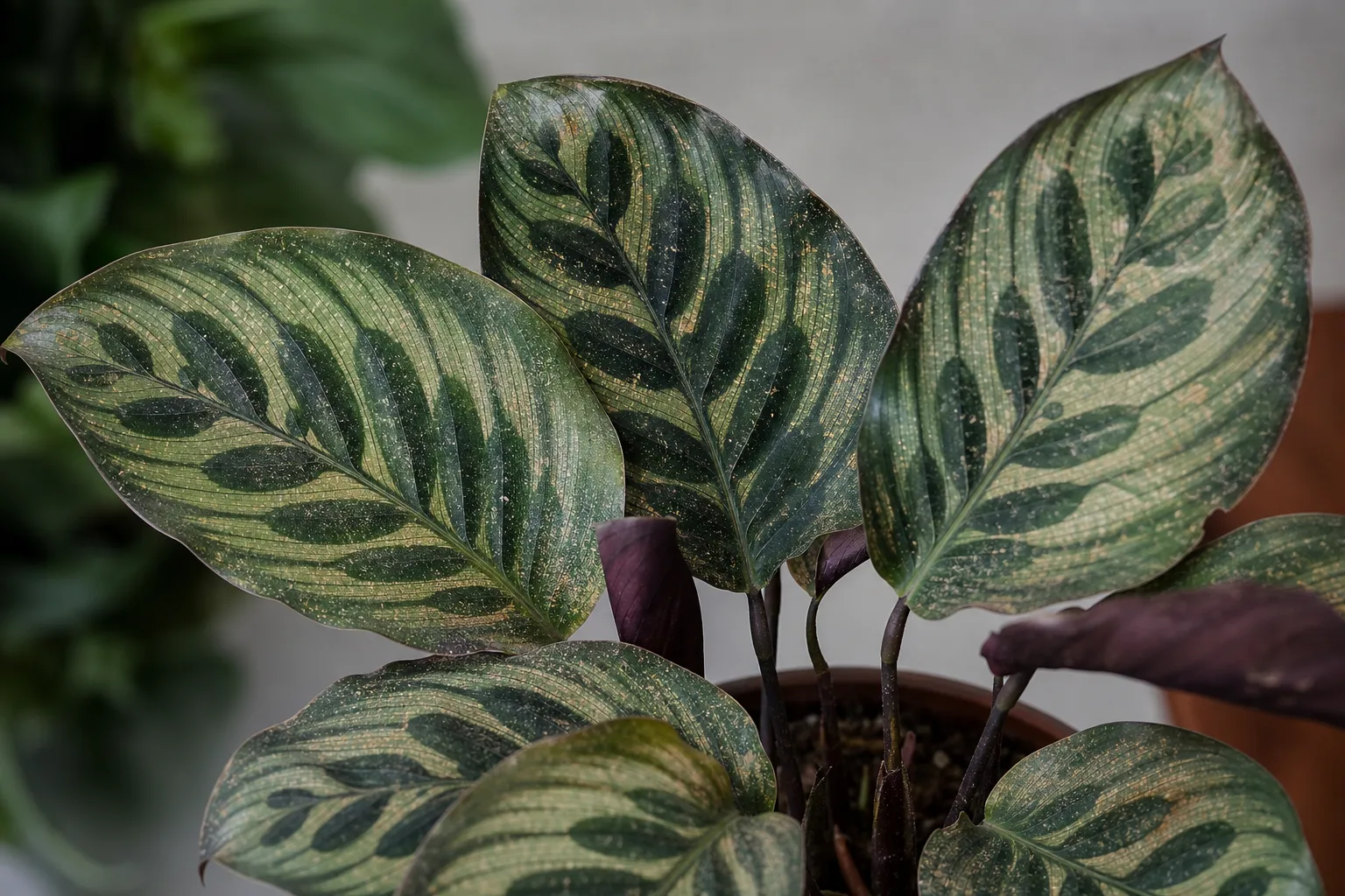 Spider Mites on Calathea Peacock Plant - visible symptom on the plant
