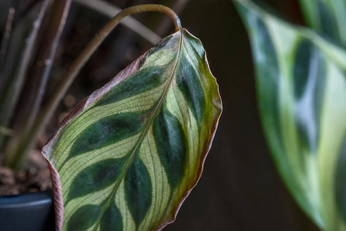 Close-up of Wilting on Calathea Peacock Plant - diagnostic detail