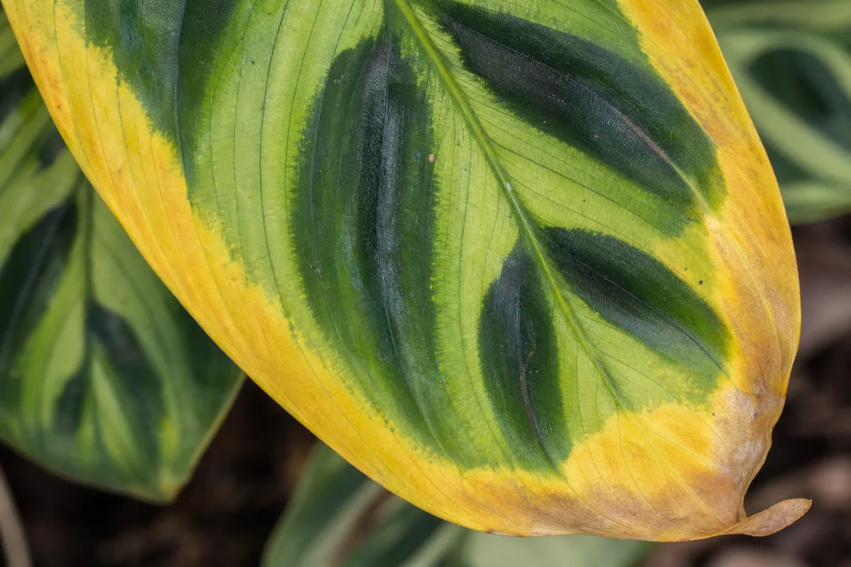Close-up of Yellow Leaves on Calathea Peacock Plant - diagnostic detail