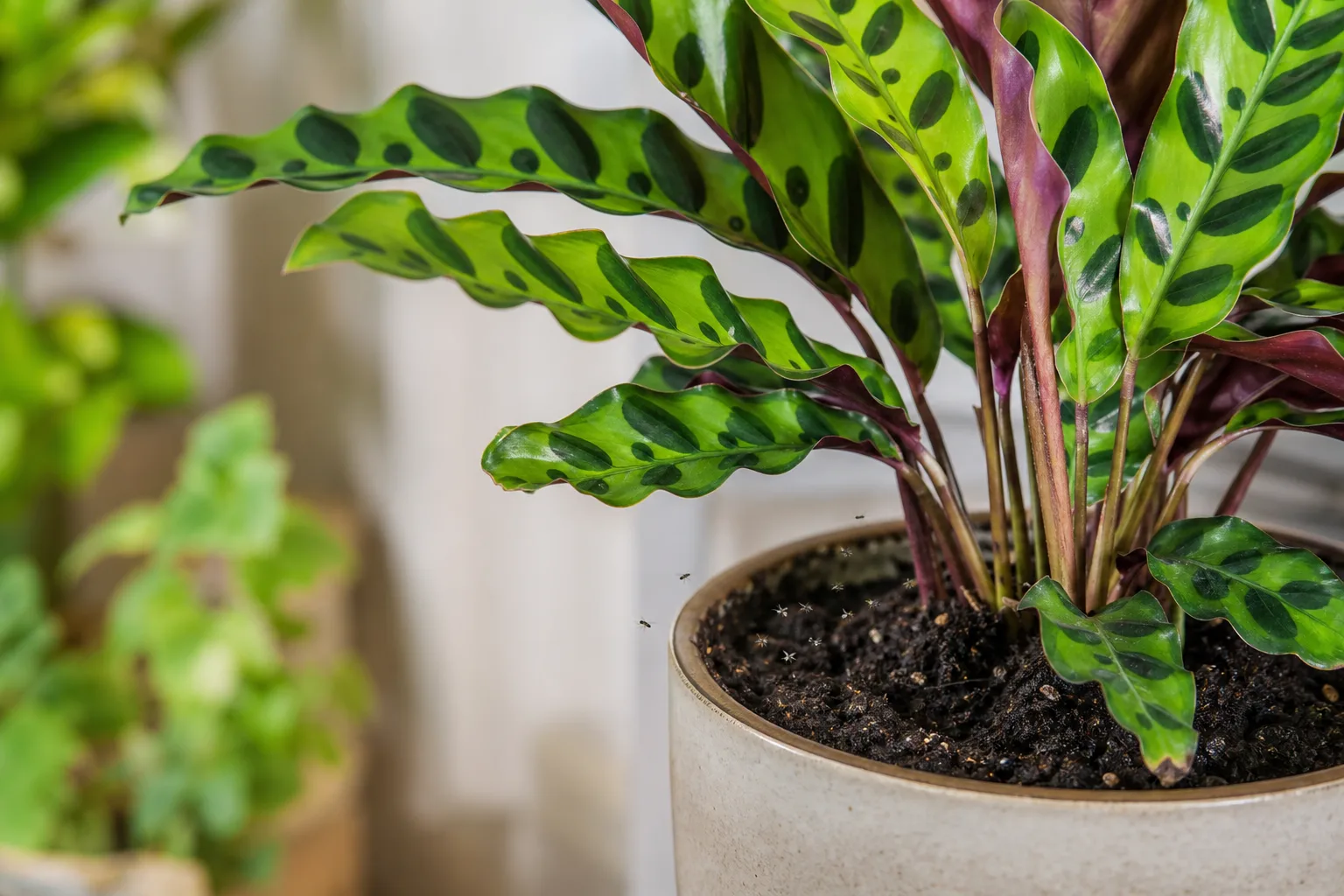 Fungus Gnats on Calathea Rattlesnake - visible symptom on the plant