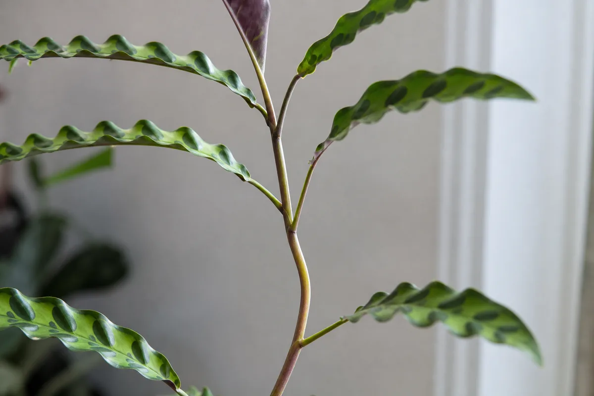Close-up of Leggy Growth on Calathea Rattlesnake - diagnostic detail