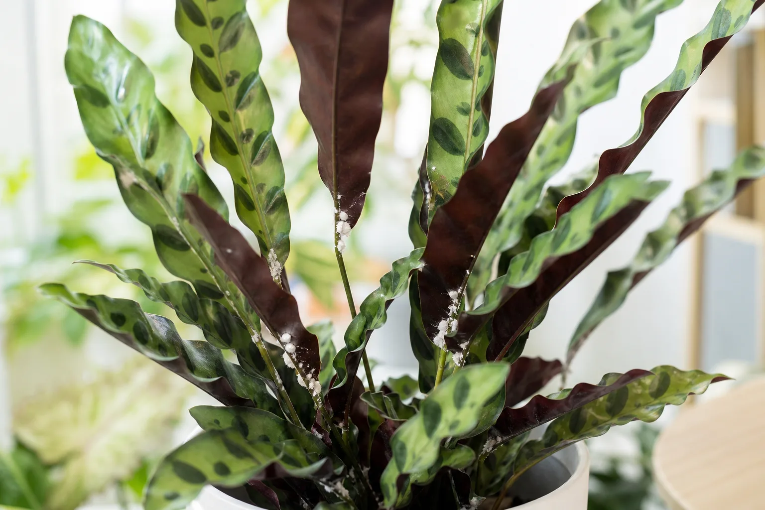 Mealybugs on Calathea Rattlesnake - visible symptom on the plant