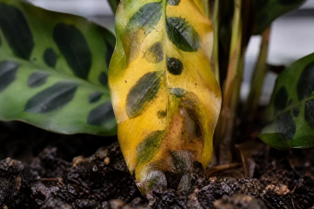 Close-up of Overwatering on Calathea Rattlesnake - diagnostic detail