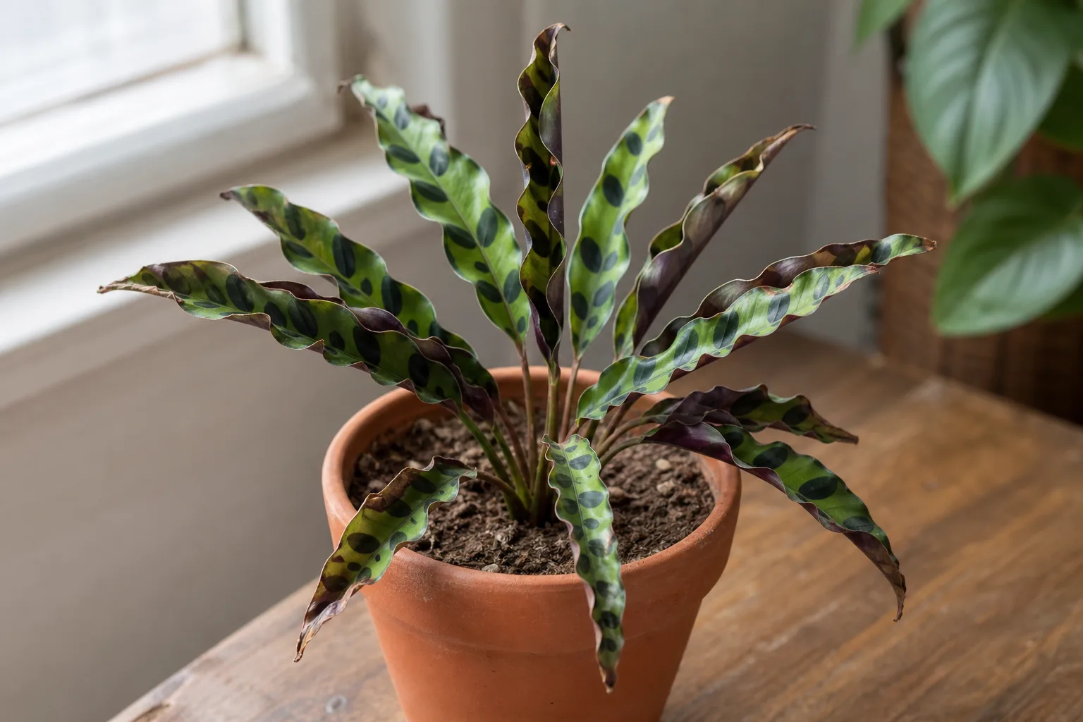 Underwatering on Calathea Rattlesnake - narrow leaves curling tight with dry soil in the pot