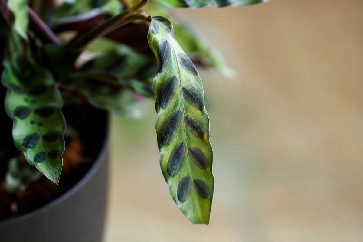 Close-up of Wilting on Calathea Rattlesnake - diagnostic detail