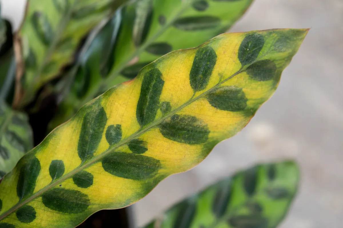 Close-up of Yellow Leaves on Calathea Rattlesnake - diagnostic detail