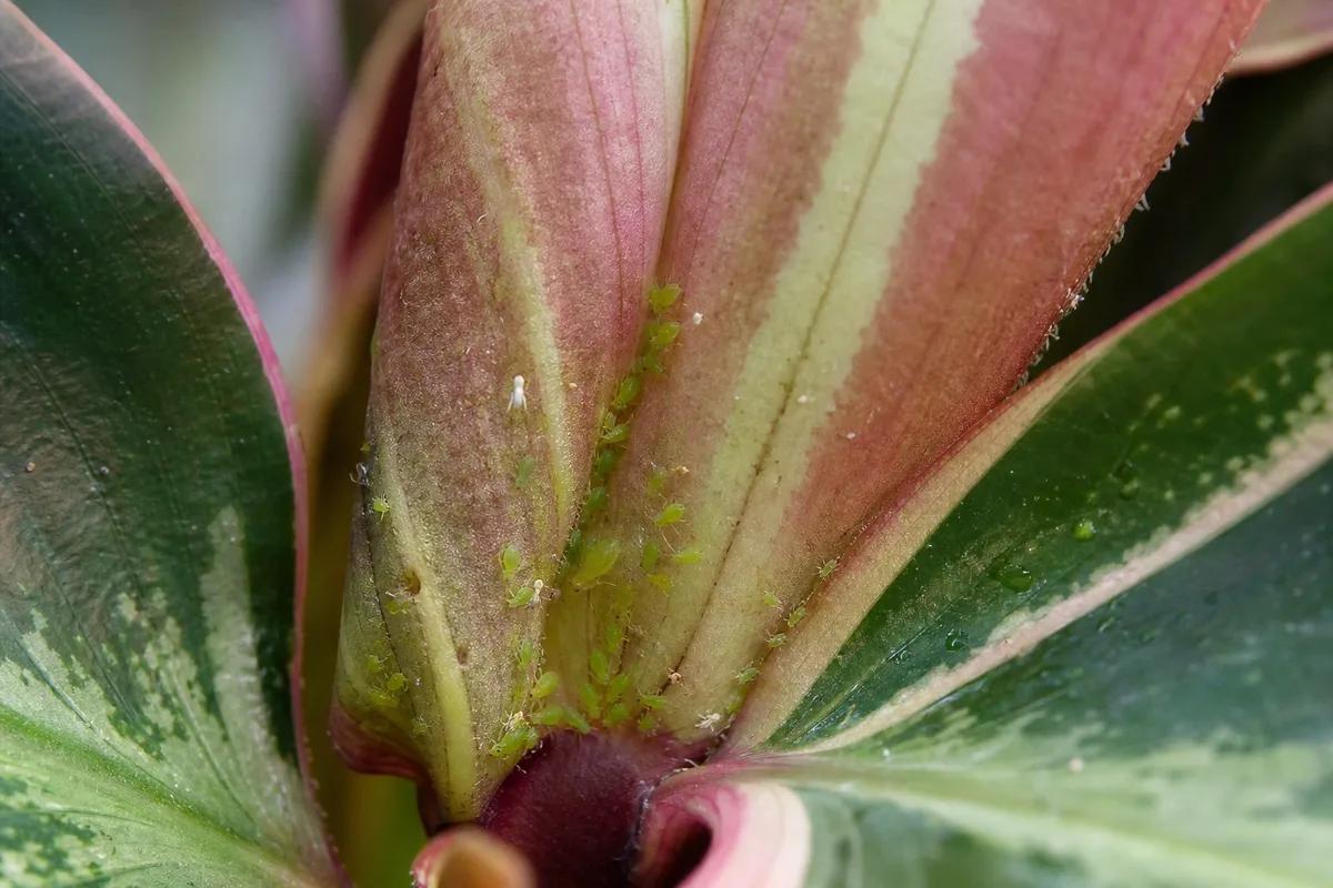 Close-up of aphids on Calathea Roseopicta - green insects on an unfurling painted leaf with pink and cream bands