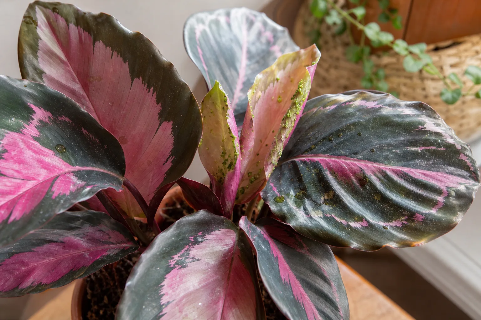 Aphids on Calathea Roseopicta - tiny insects clustered on painted new leaves at the crown