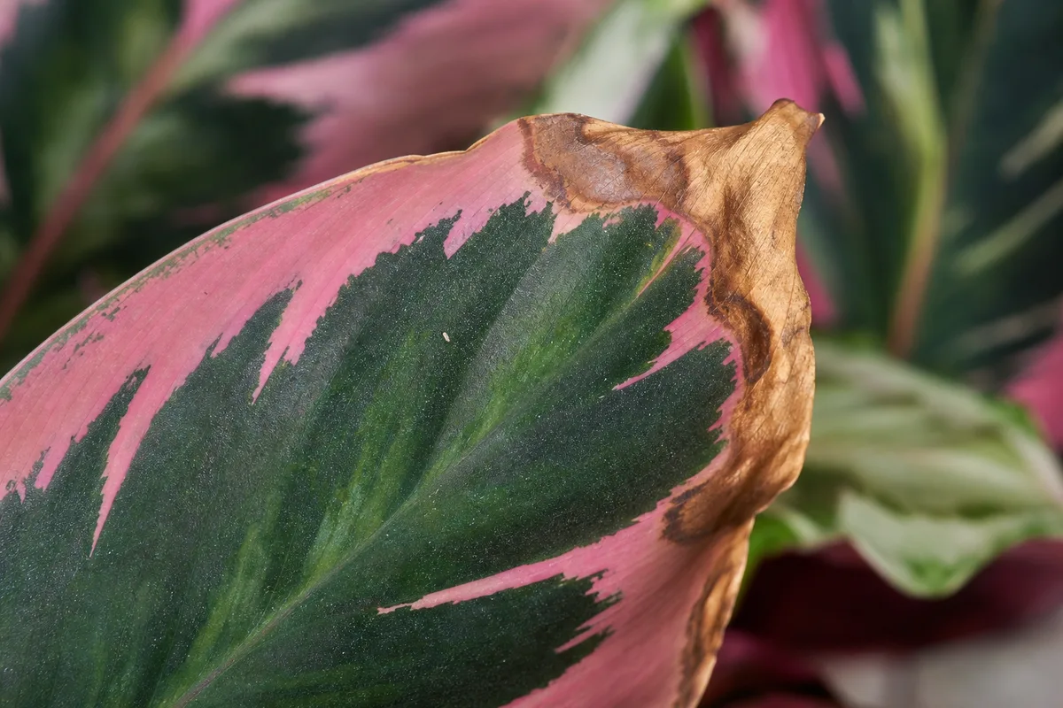 Close-up of brown tips on Calathea Roseopicta - crispy necrotic margin on a pink-and-cream painted leaf