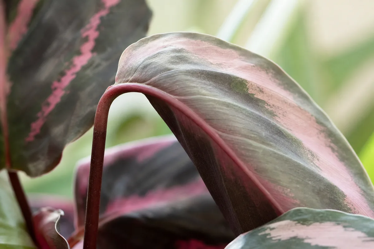 Close-up of drooping leaves on Calathea Roseopicta - limp painted leaf hanging from petiole