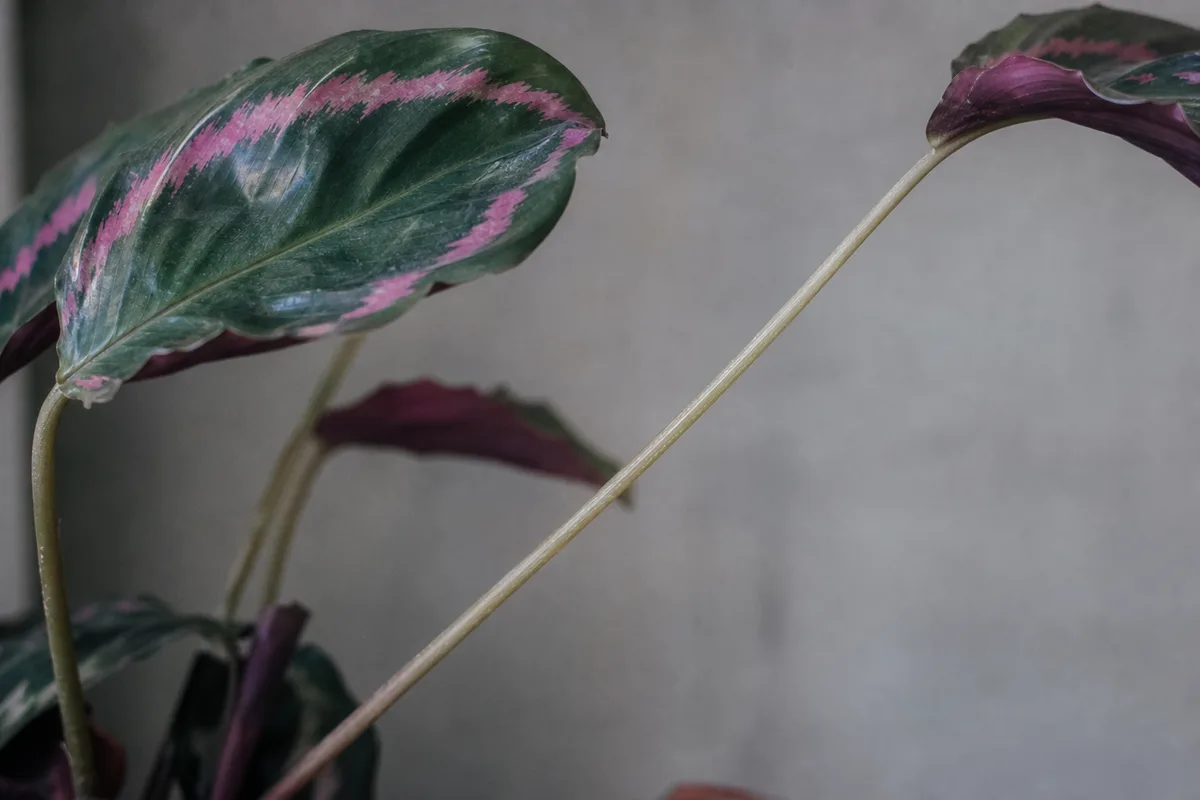 Close-up of leggy growth on Calathea Roseopicta - elongated petiole and washed-out pink bands