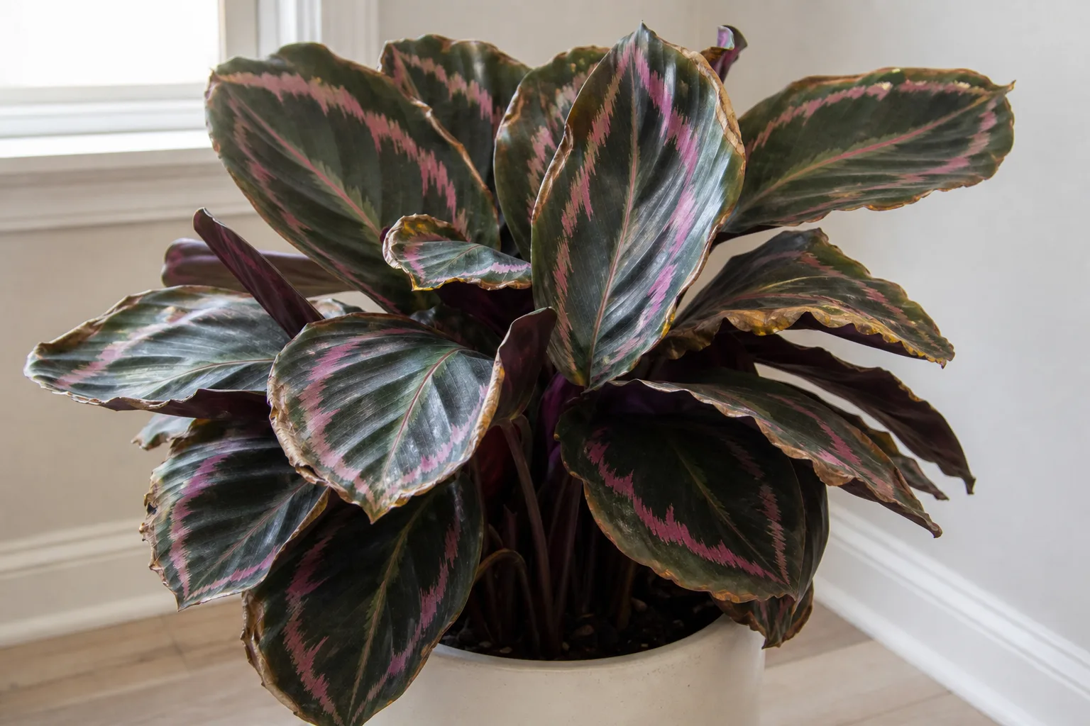 Low Humidity on Calathea Roseopicta - visible symptom on the plant
