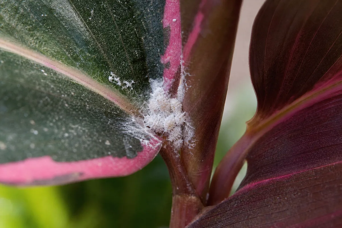 Close-up of mealybugs on Calathea Roseopicta - cottony white wax tuft in a leaf axil